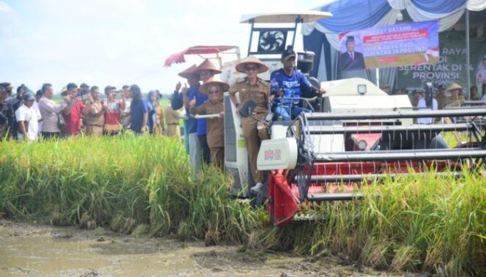 Bupati Mesuji bersama Perwakilan Cabang Bulog Laksanakan Panen Raya Padi