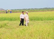 Kesiapan Indonesia Hadapi El Nino, Mentan: Stok Beras Tertinggi Sepanjang Sejarah